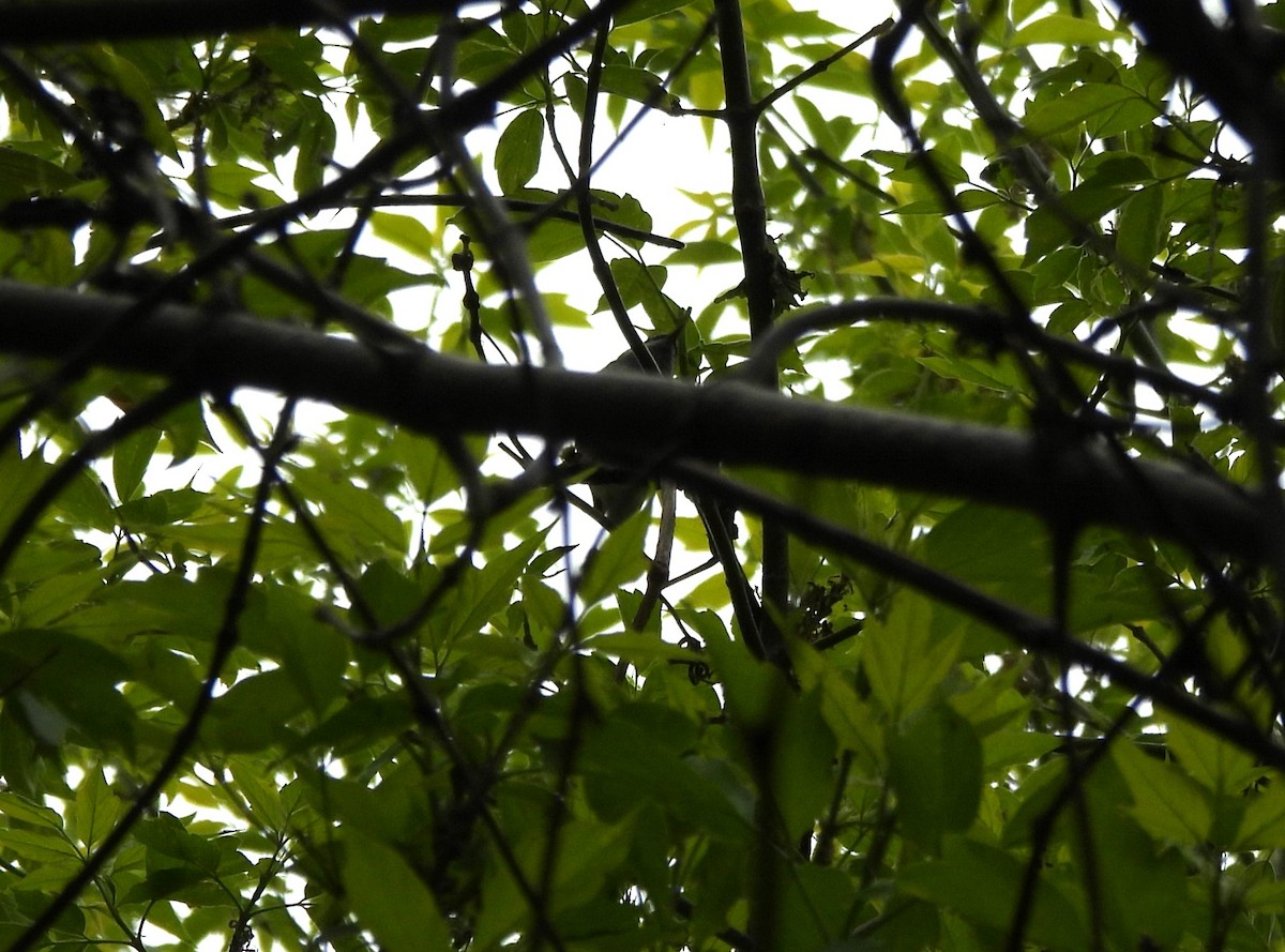 Golden-winged Warbler - Lauren B