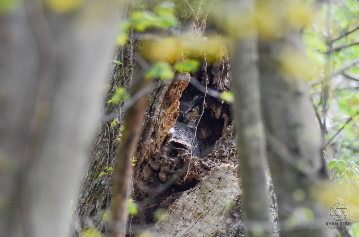 Great Horned Owl - Ryan Bebej