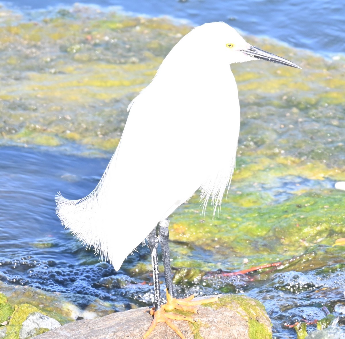 Snowy Egret - Remigio Miguel