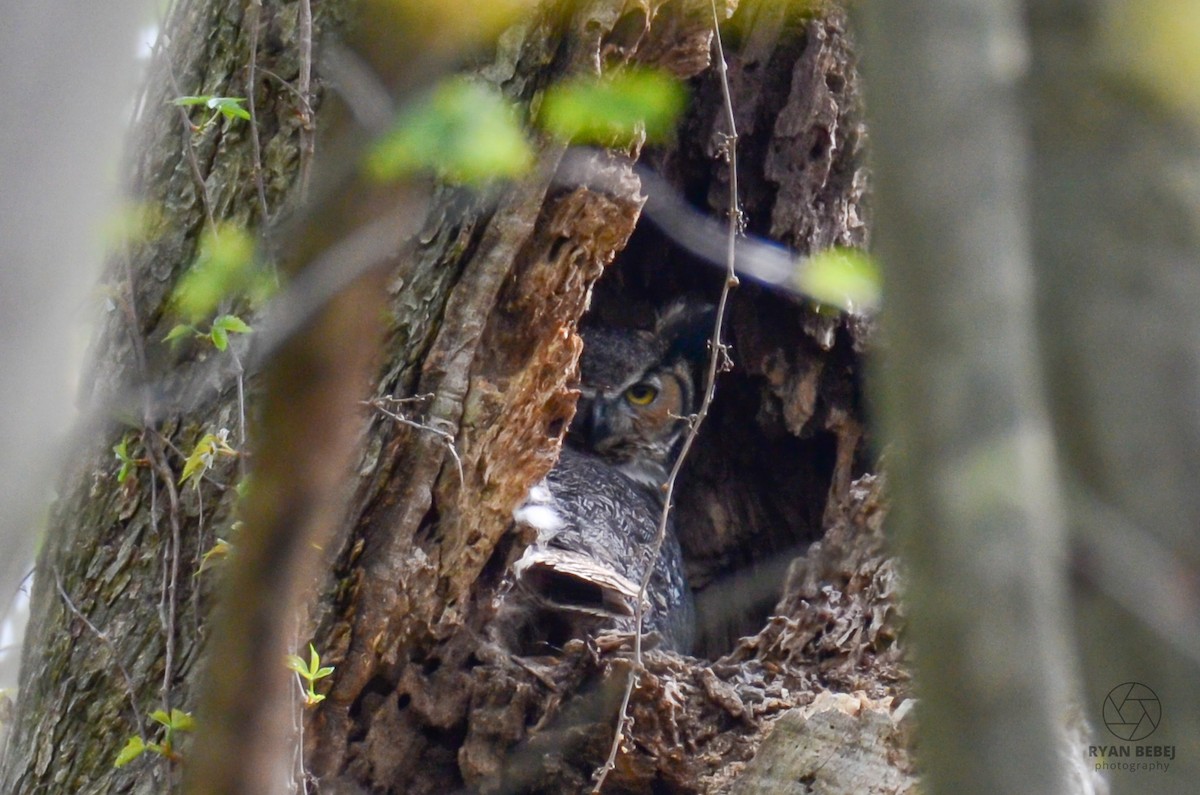 Great Horned Owl - Ryan Bebej