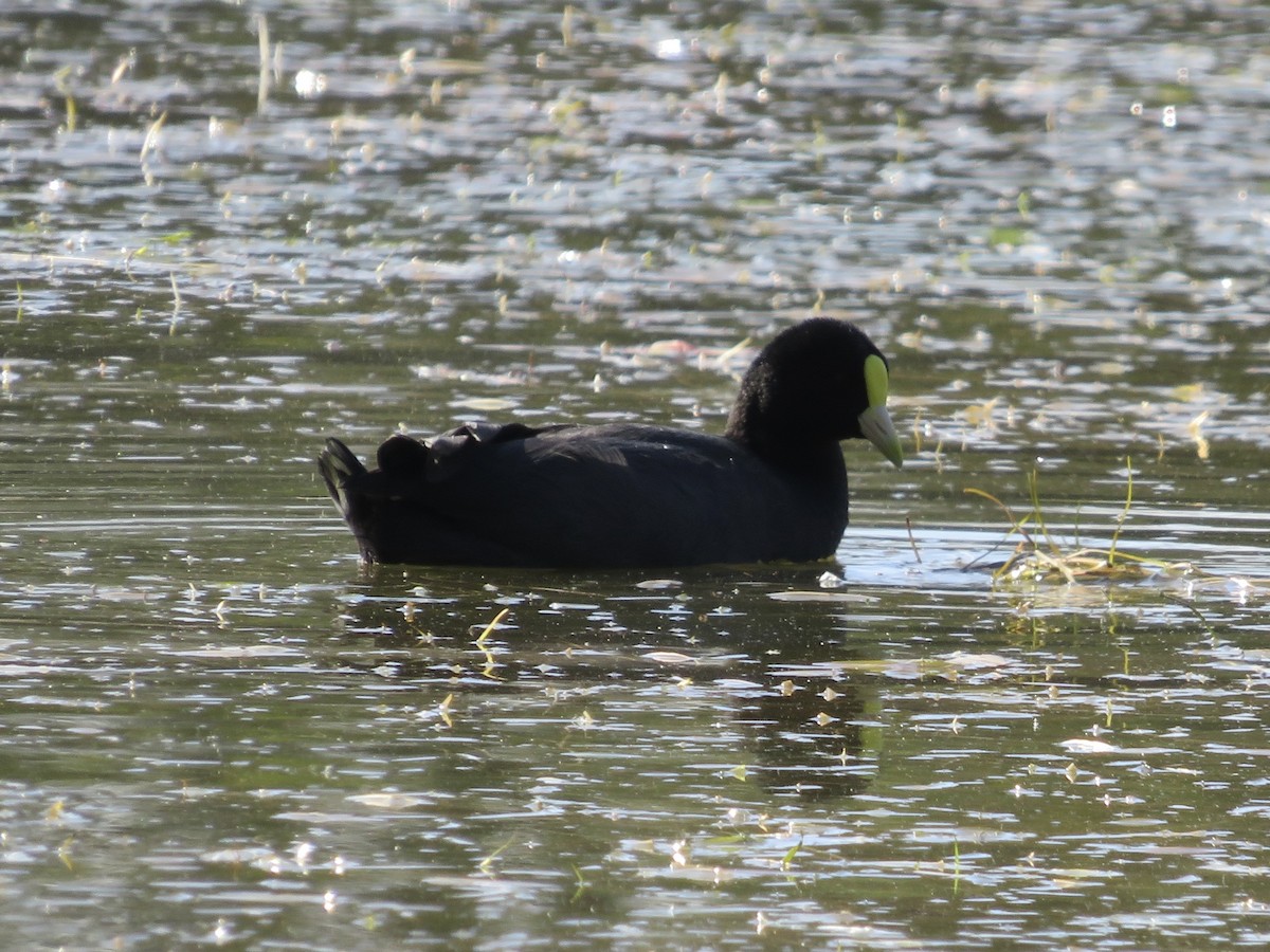 White-winged Coot - Josefina Costantino