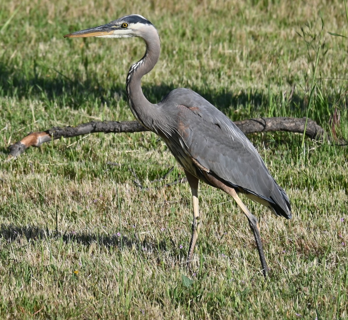 Great Blue Heron - Remigio Miguel