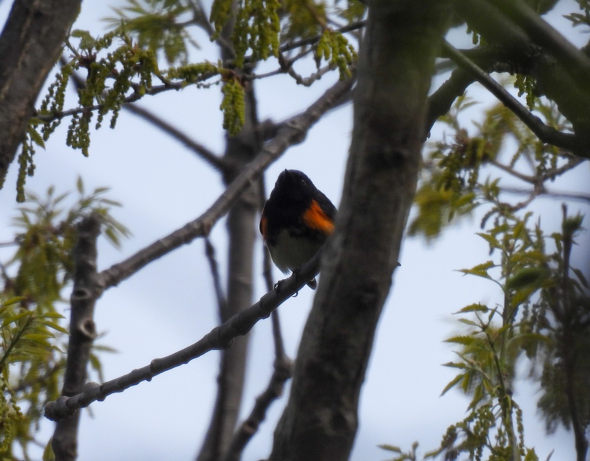 American Redstart - Jay Solanki