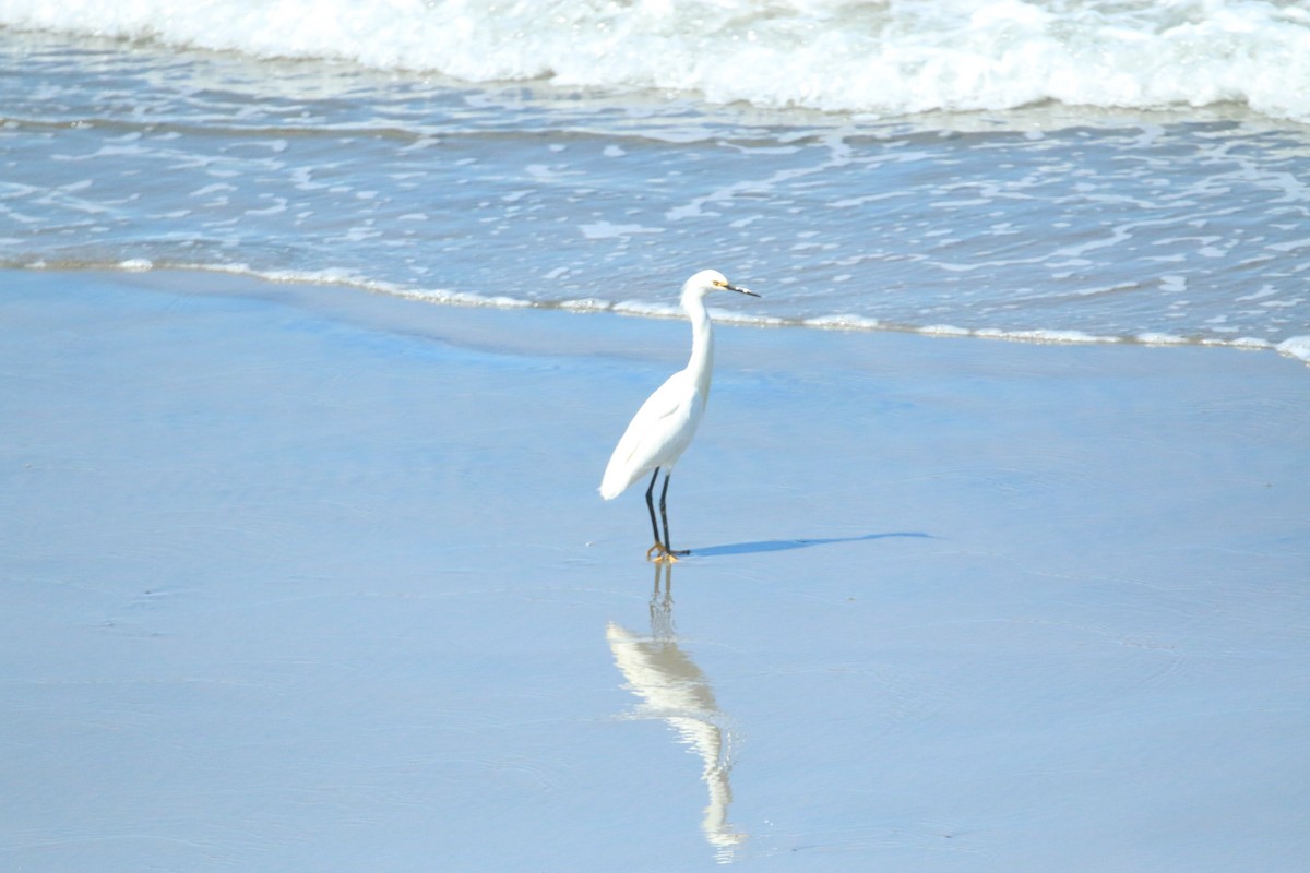 Snowy Egret - Paul Saraceni