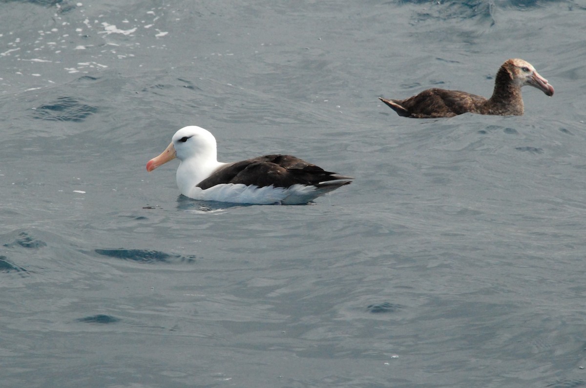 Albatros à sourcils noirs - ML618860446