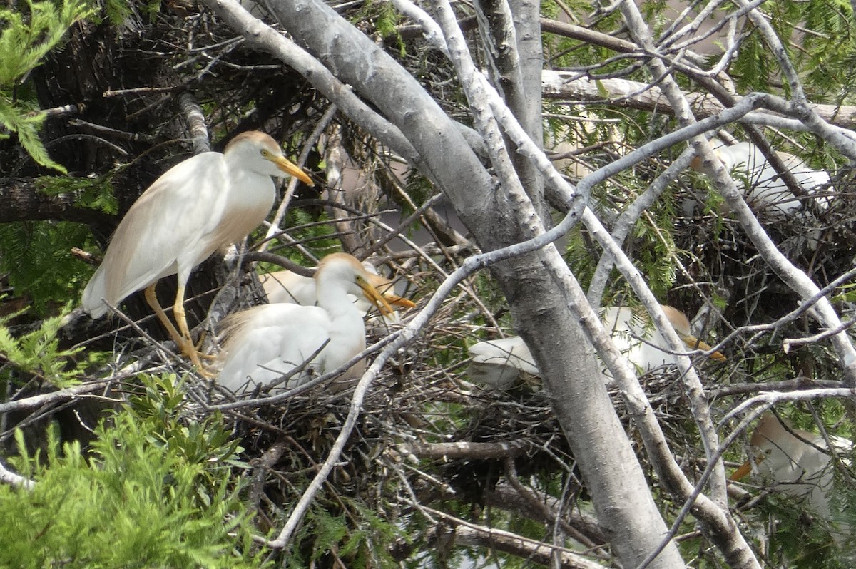 Western Cattle Egret - Joanne "JoJo" Bradbury