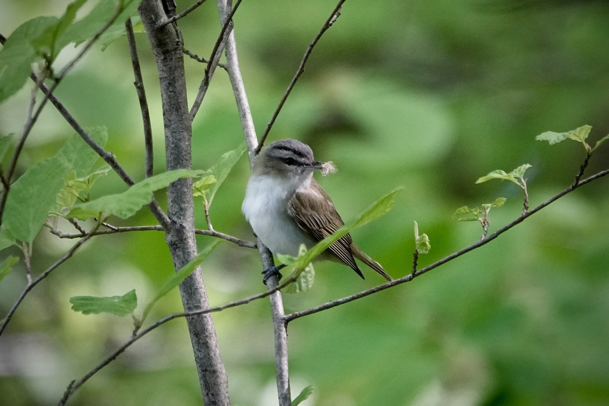 Red-eyed Vireo - Matt Sharp