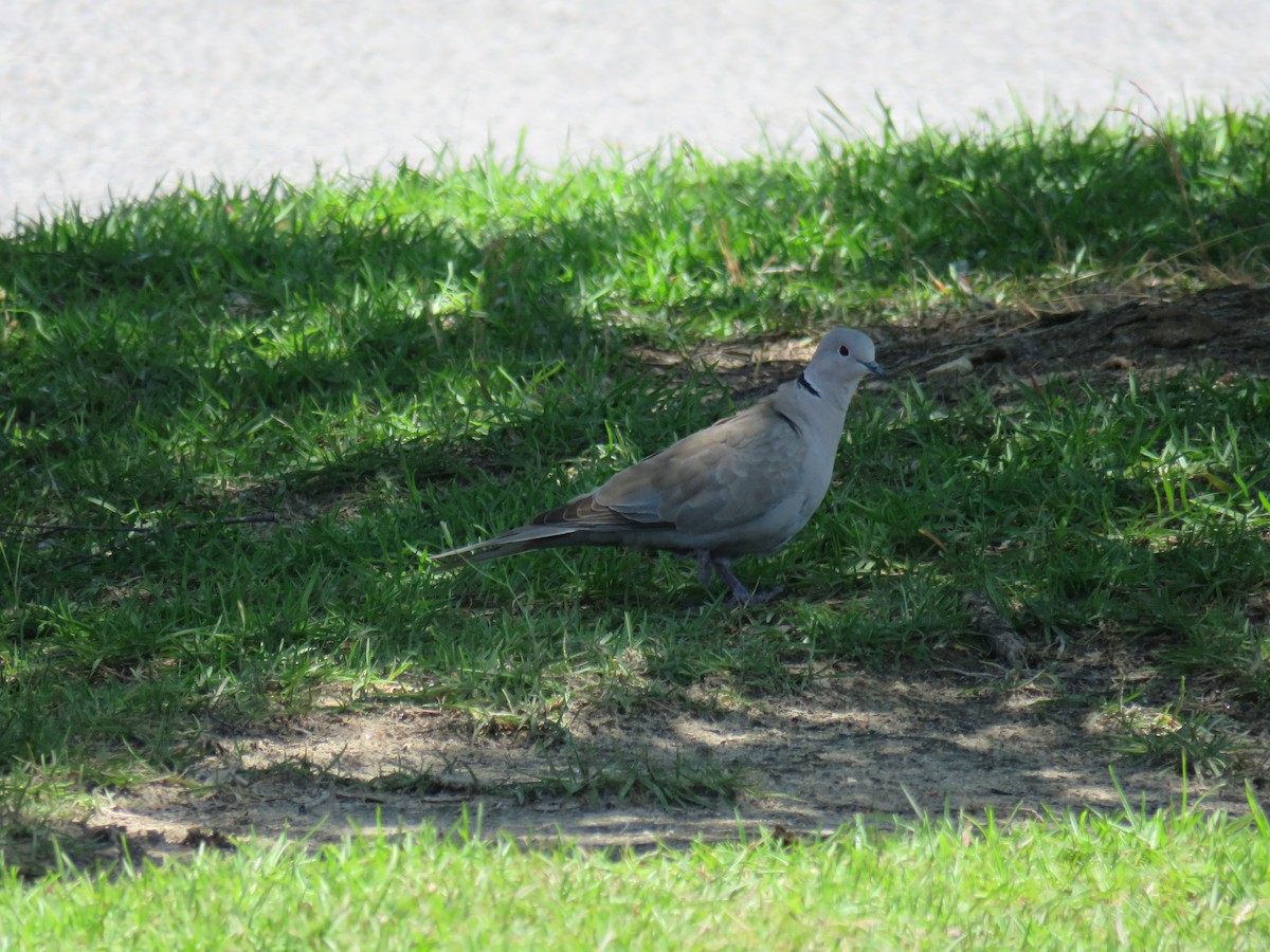 Eurasian Collared-Dove - Sam Holcomb