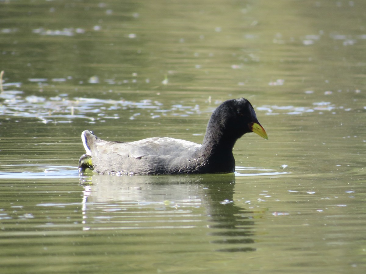 Red-fronted Coot - ML618860470