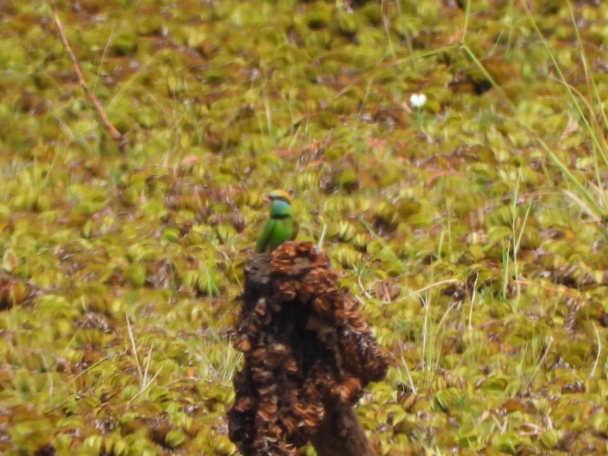 Asian Green Bee-eater - ML618860476