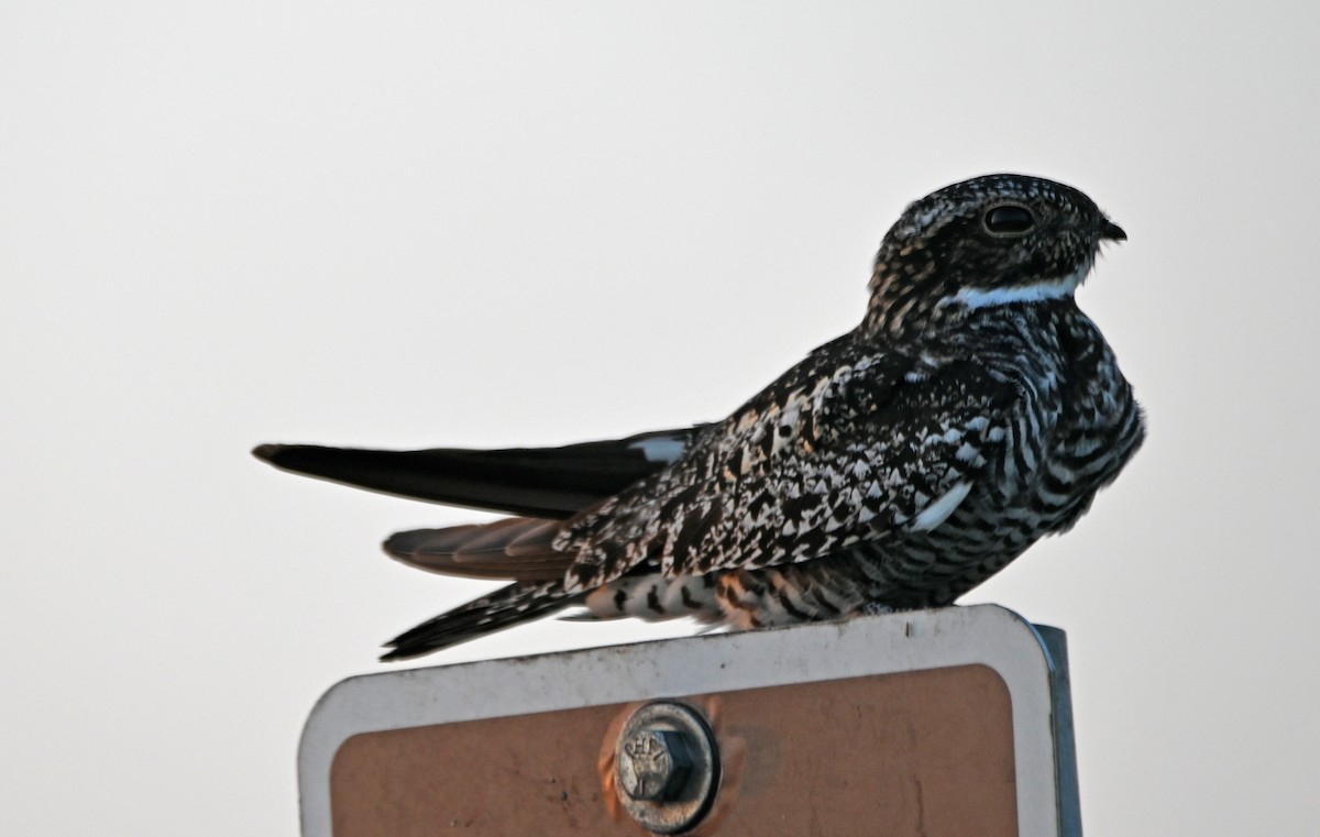 Common Nighthawk - Paula Gatrell