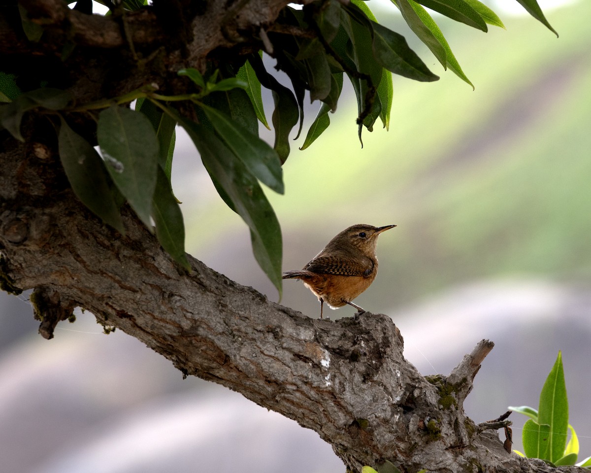 House Wren - Katherine Scrimshaw