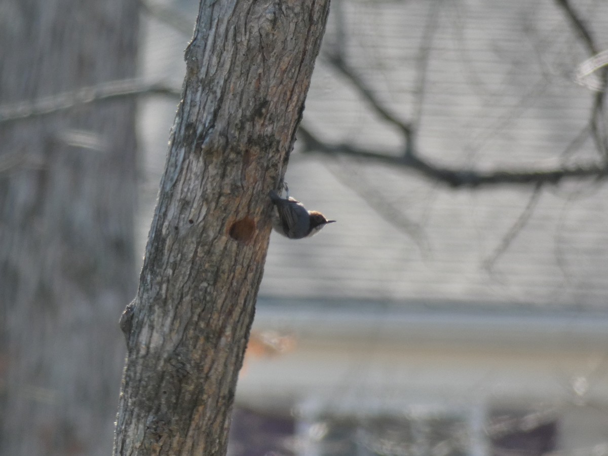 Brown-headed Nuthatch - Carlo Lindner