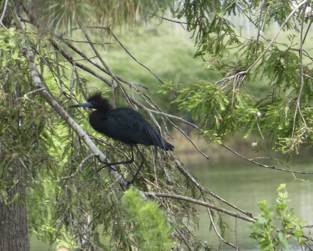 Little Blue Heron - Joanne "JoJo" Bradbury