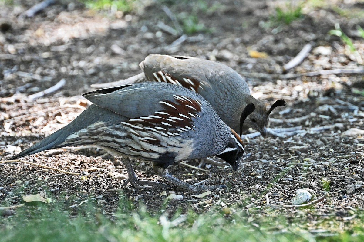 Gambel's Quail - Faye Spencer