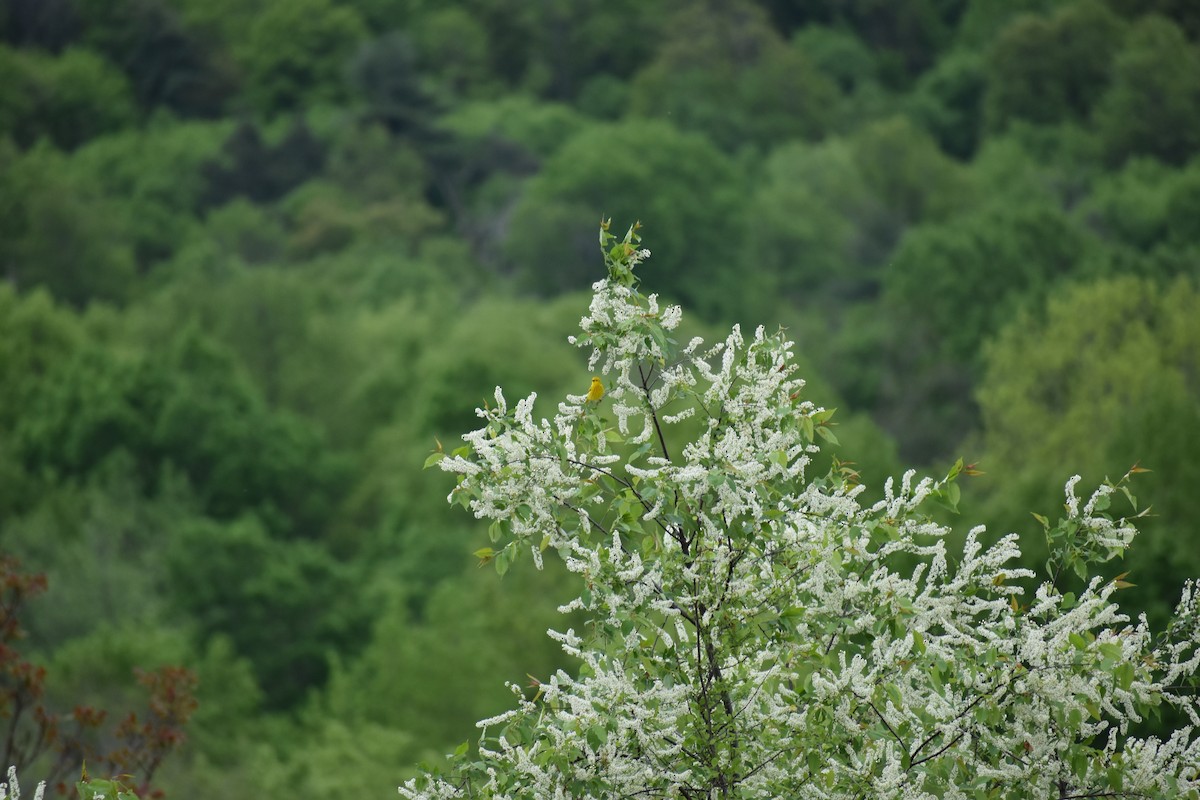 Yellow Warbler - ML618860522