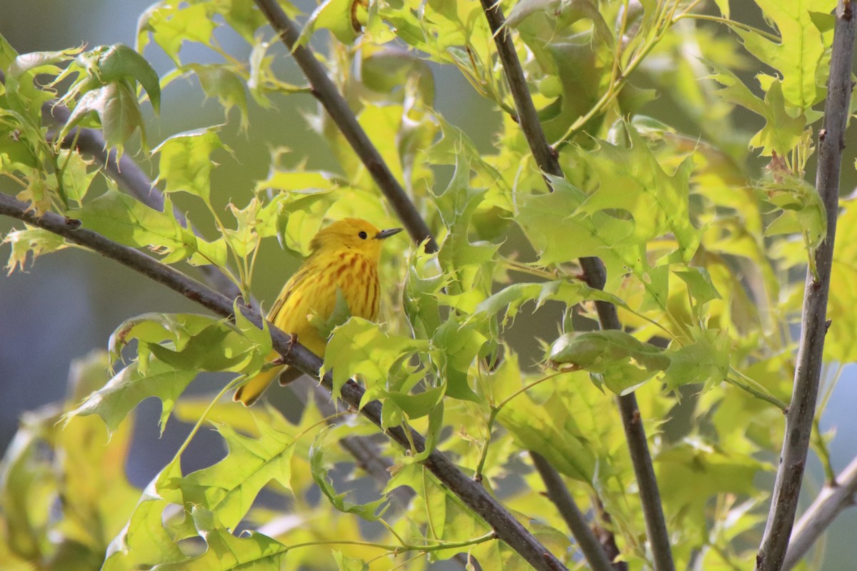 Yellow Warbler - Vicky Atkinson