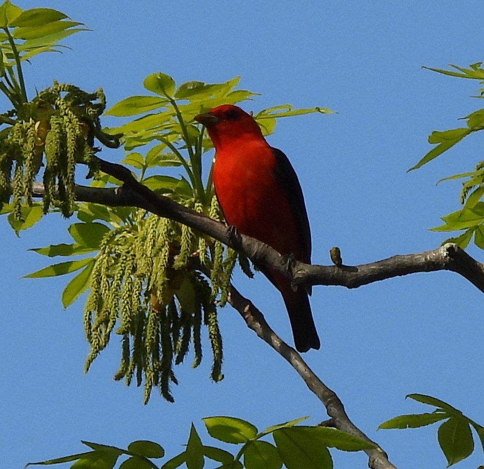 Scarlet Tanager - ML618860532