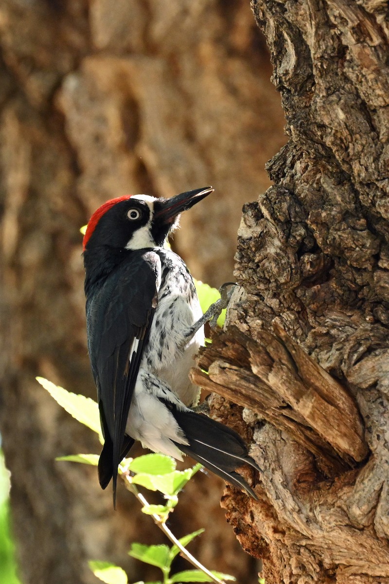 Acorn Woodpecker - Faye Spencer