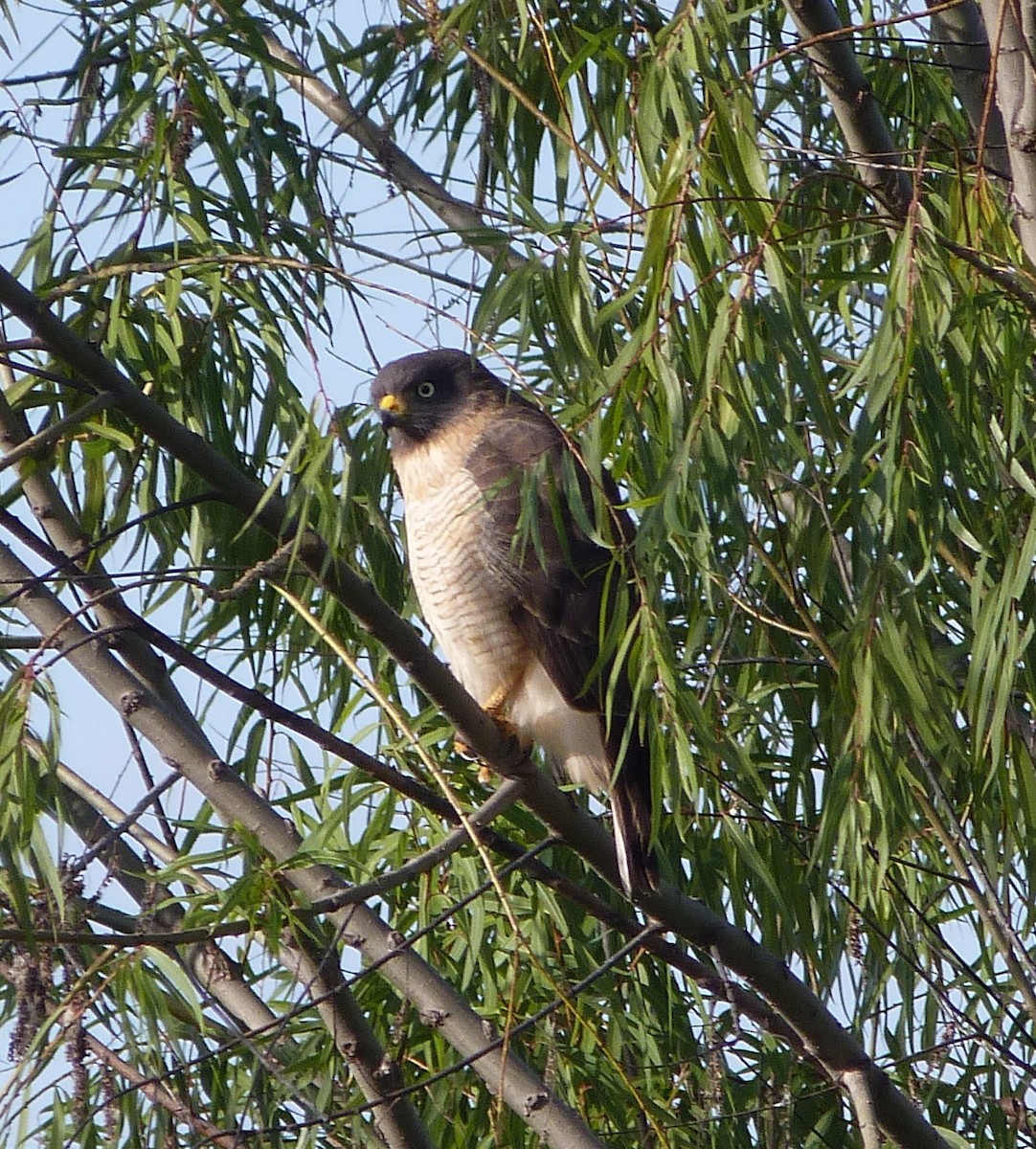 Roadside Hawk - Melissa Kemerer