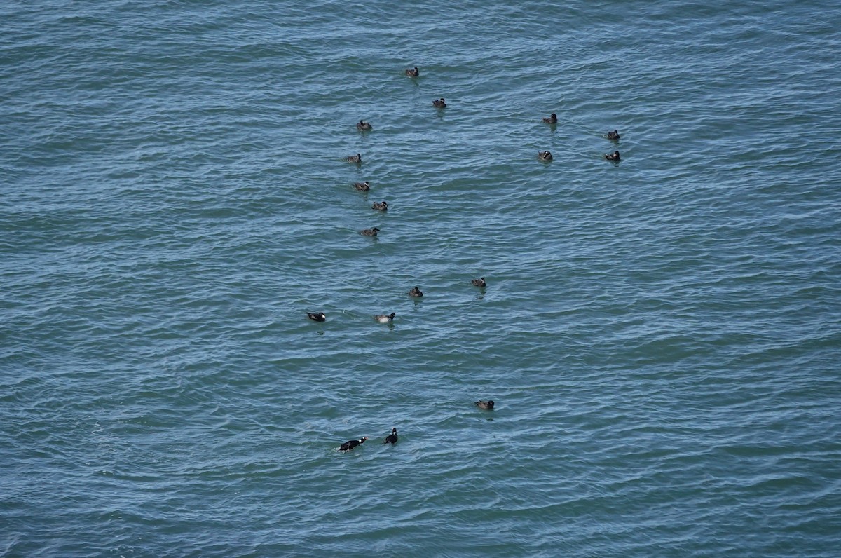 Surf Scoter - Stacey Keefer