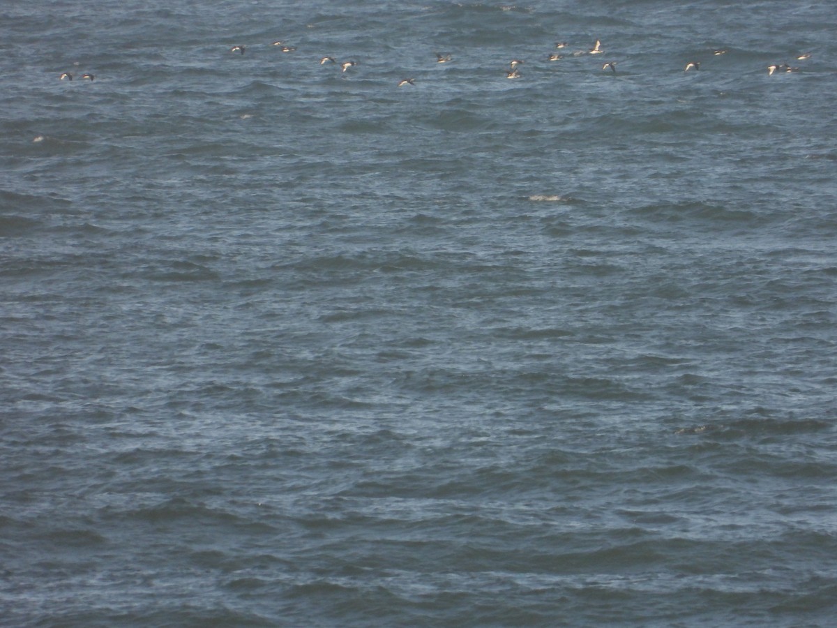 Common Murre - Bill Holland