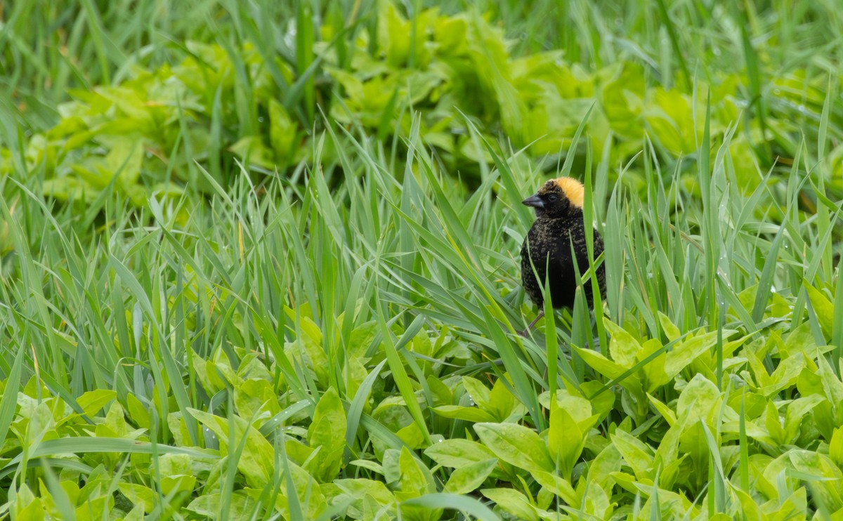 Bobolink - Jagger Wicker