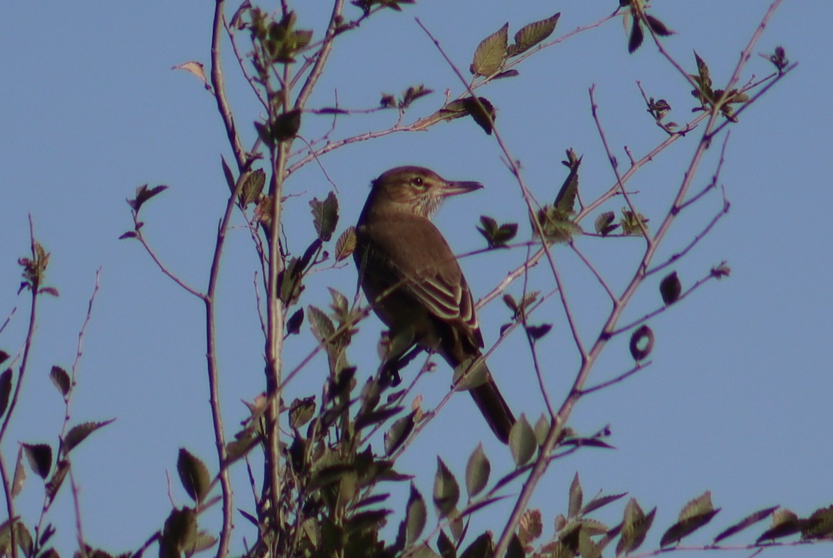 Gray-bellied Shrike-Tyrant - Valentin Regis