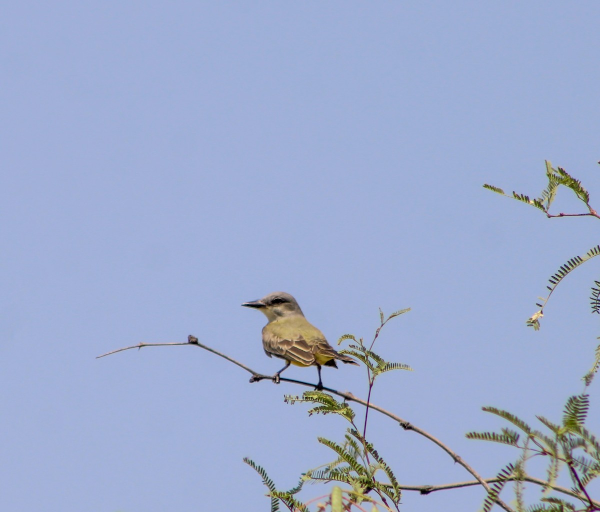 Tropical Kingbird - Sarahí Maskafé