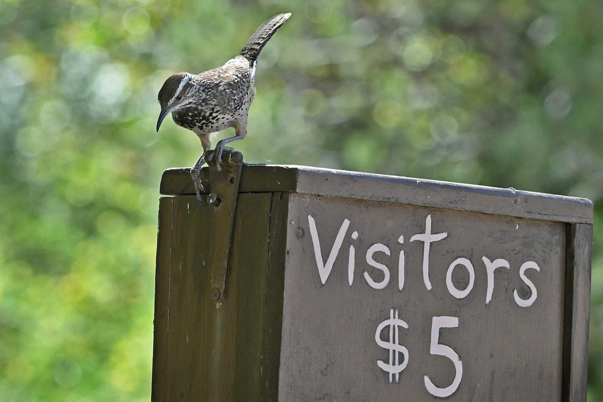 Cactus Wren - Faye Spencer