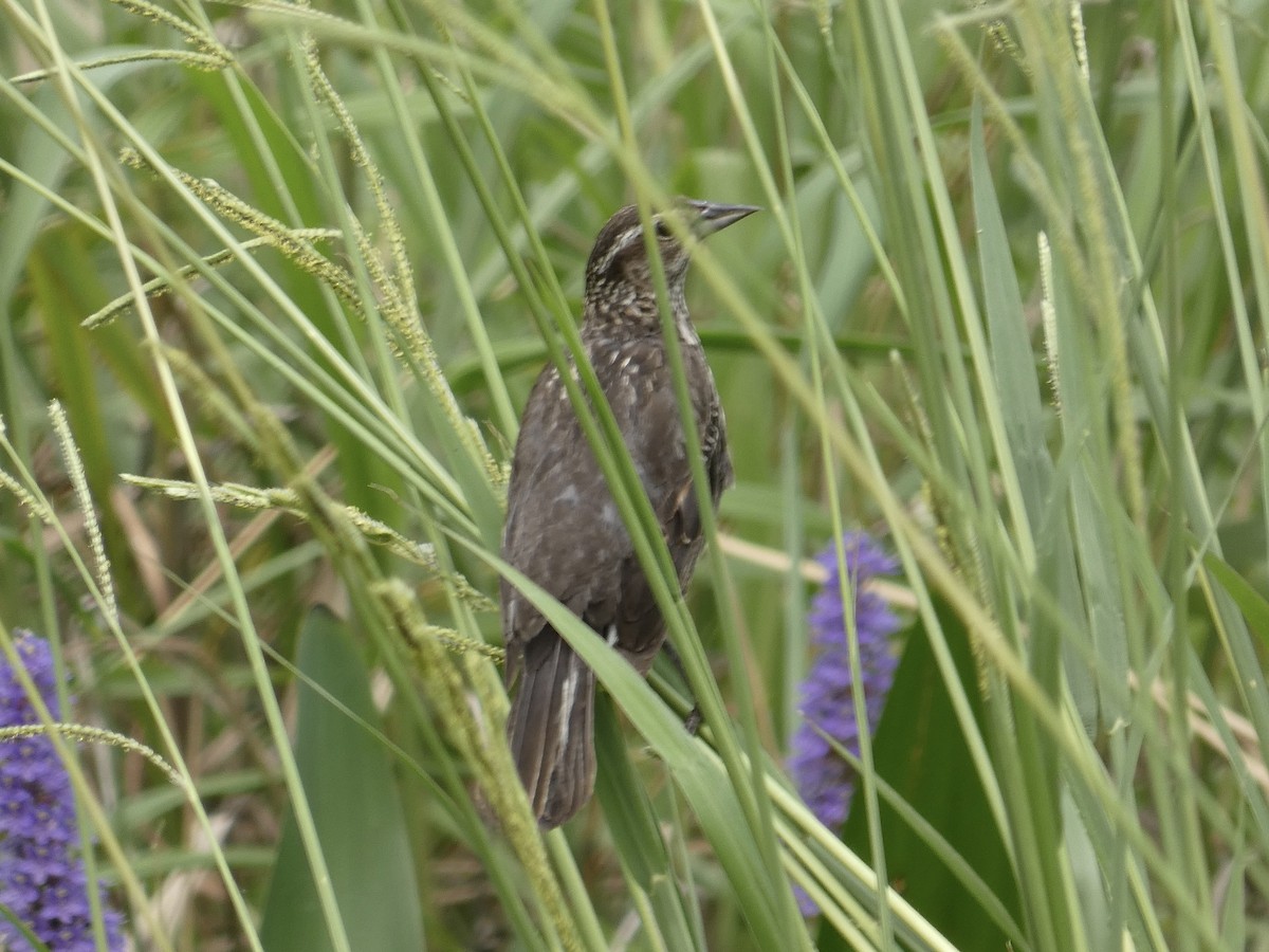 Red-winged Blackbird - Joanne "JoJo" Bradbury