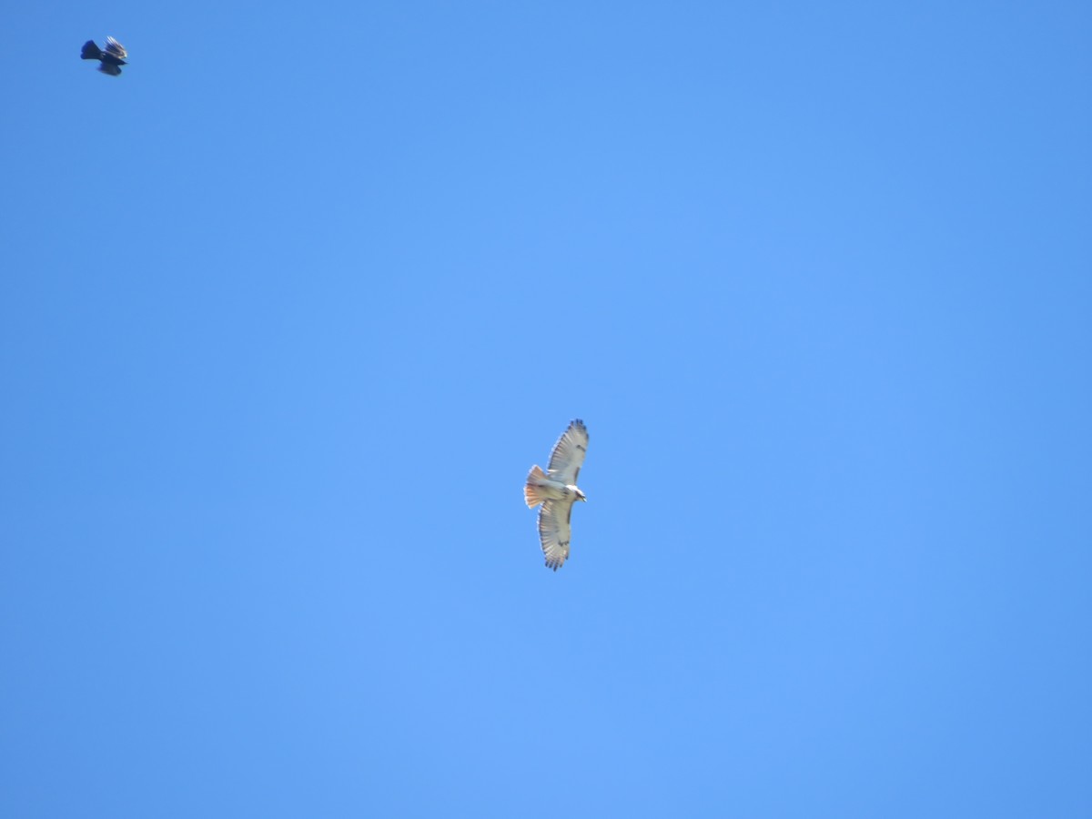 Red-tailed Hawk - Joel Jacobson