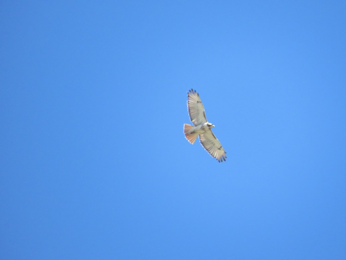 Red-tailed Hawk - Joel Jacobson