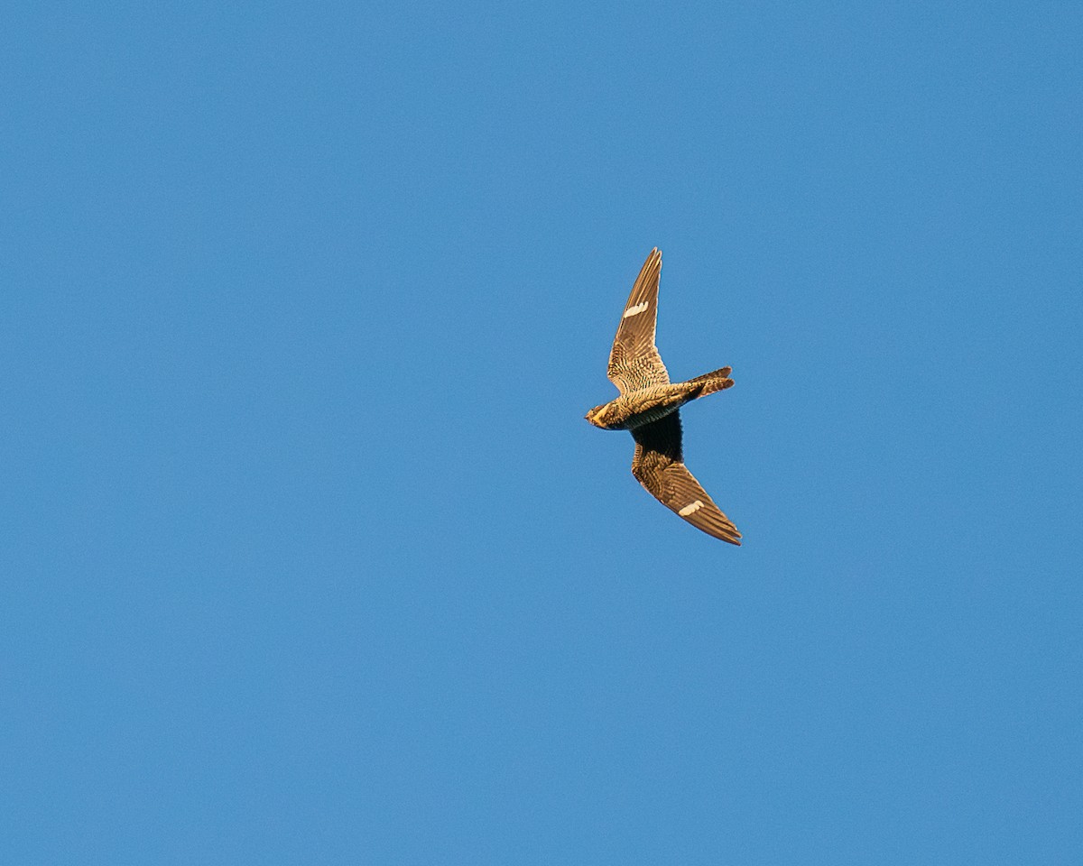 Common Nighthawk - Kevin Burt