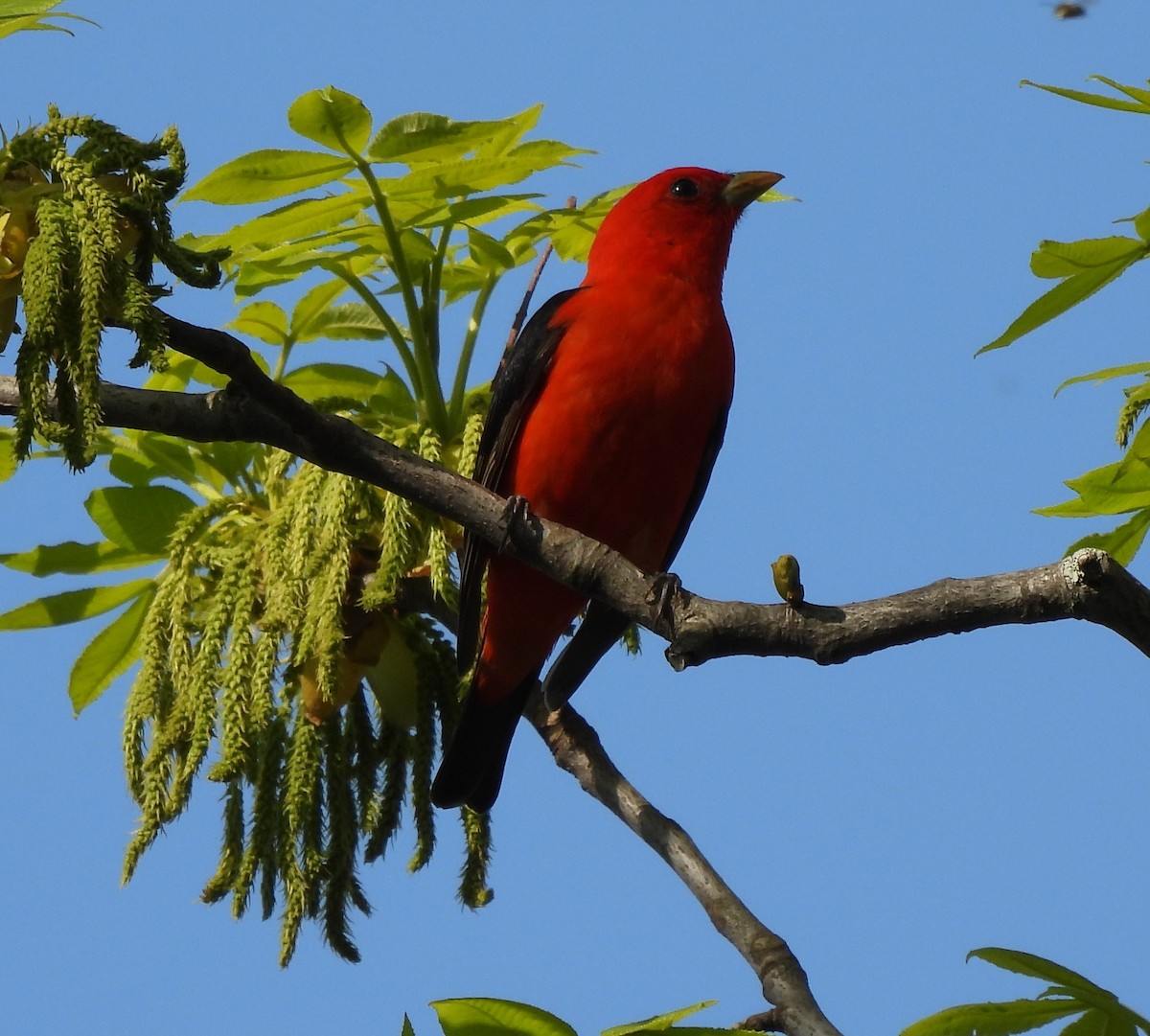 Scarlet Tanager - ML618860591