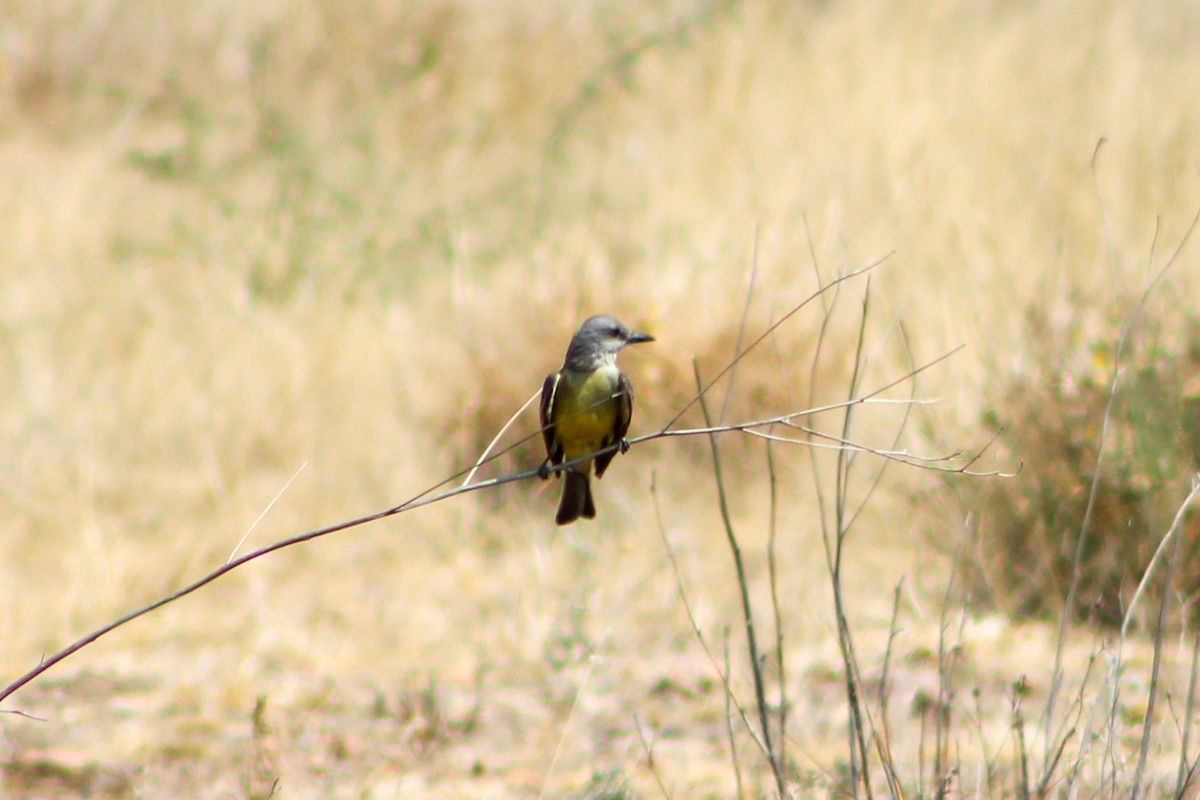 Cassin's Kingbird - Sarahí Maskafé