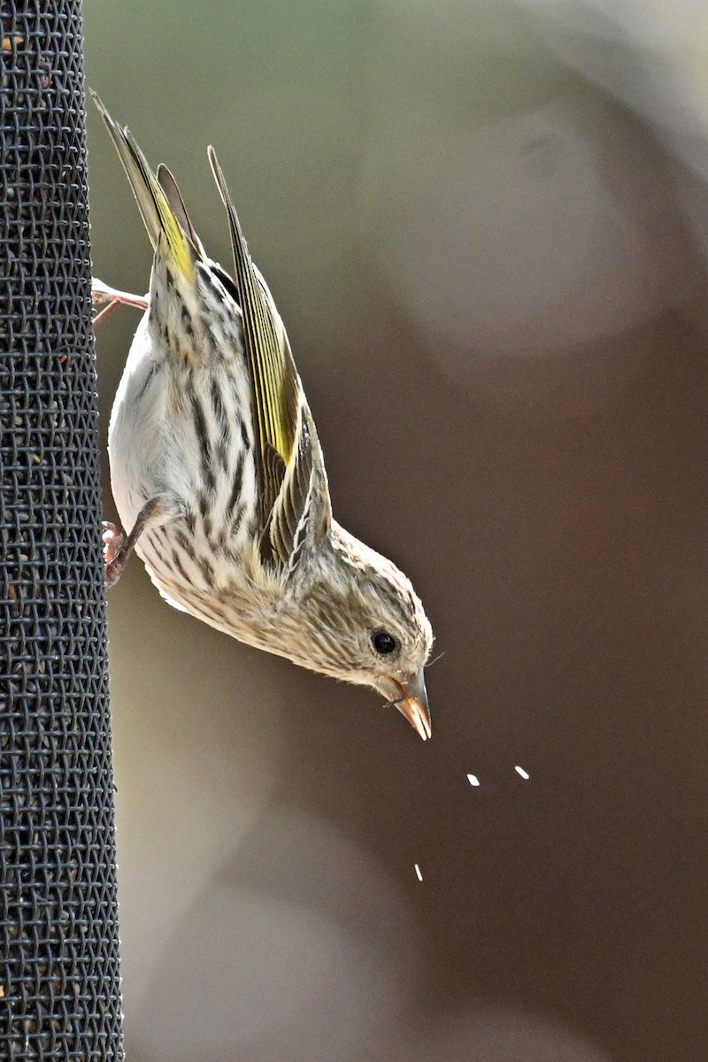 Pine Siskin - Faye Spencer