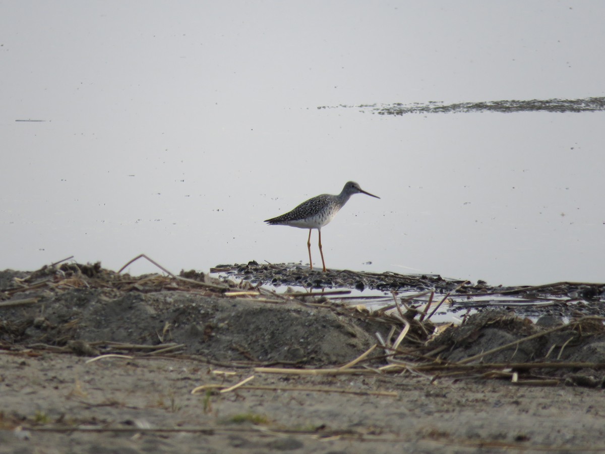 Greater Yellowlegs - Sheila Hale