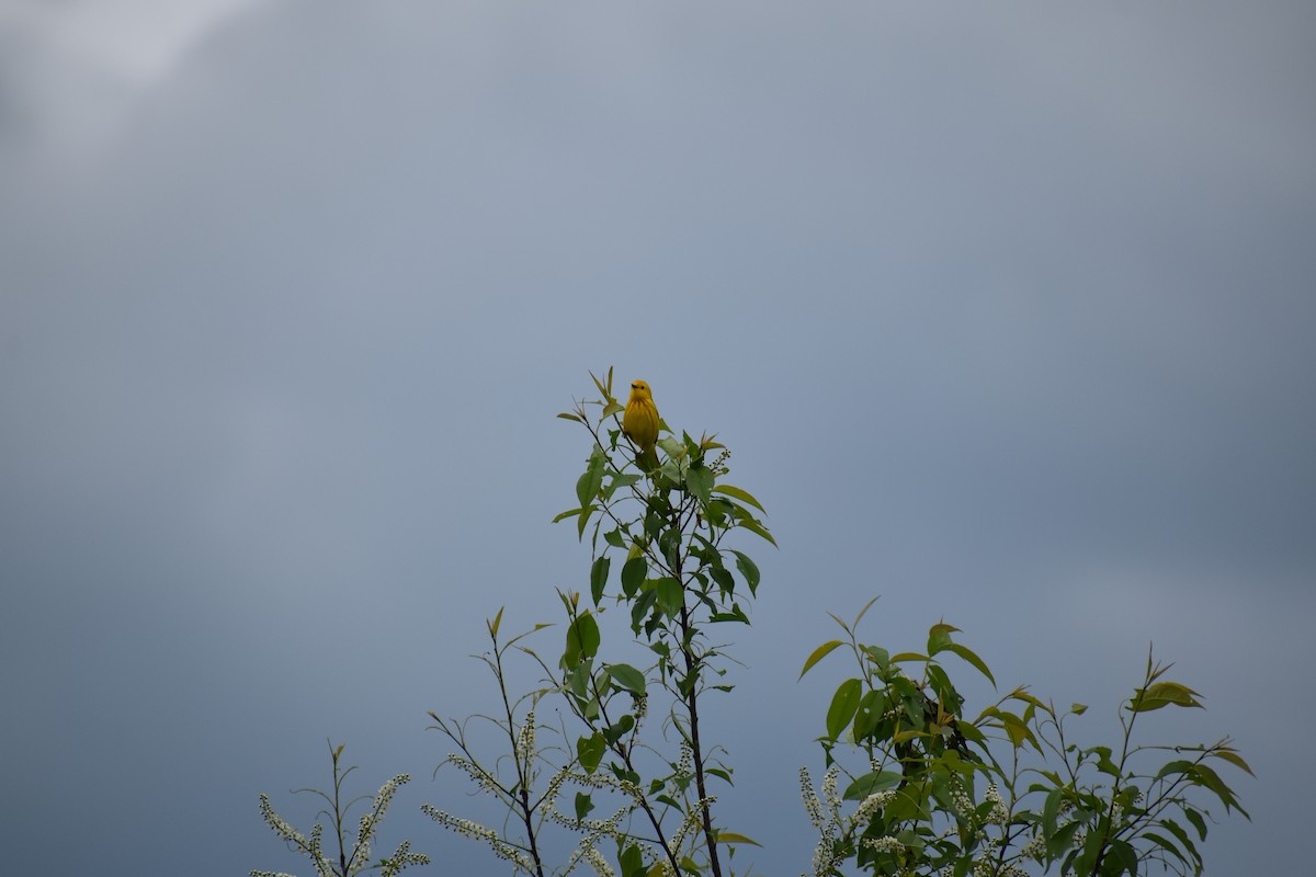 Yellow Warbler - ML618860599