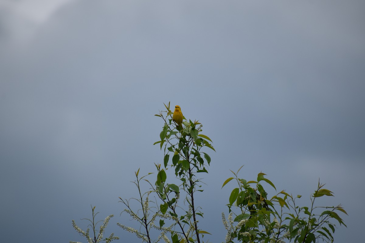 Paruline jaune - ML618860599