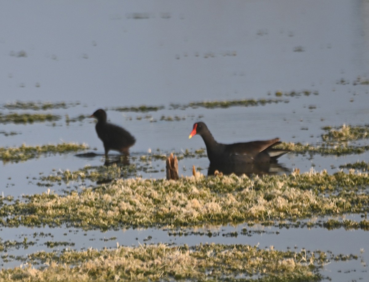 Common Gallinule - Paula Gatrell