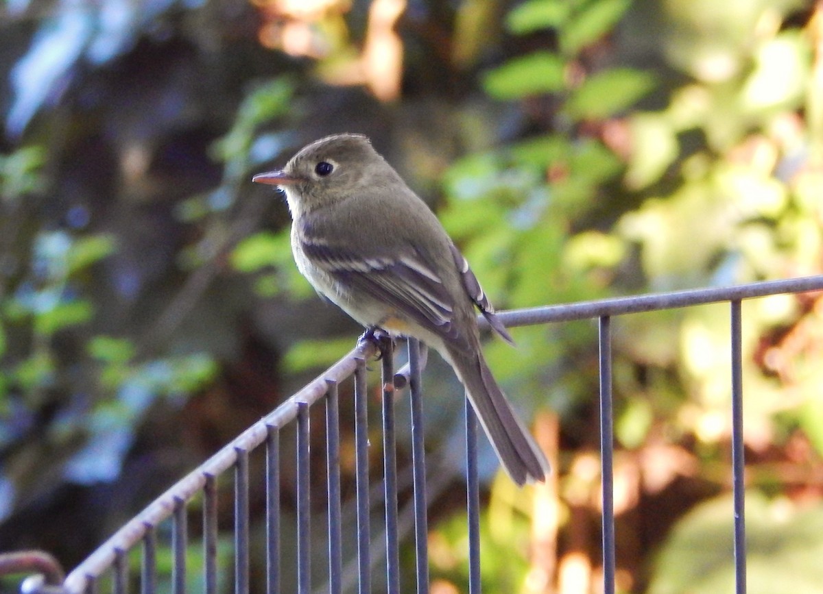 Western Flycatcher (Pacific-slope) - ML618860603