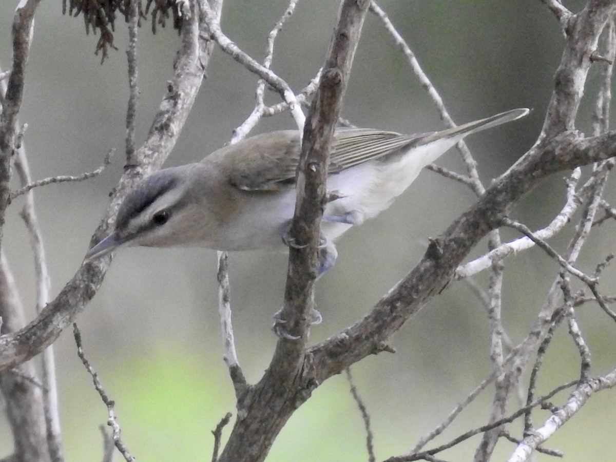 Red-eyed Vireo - Wendi Leonard