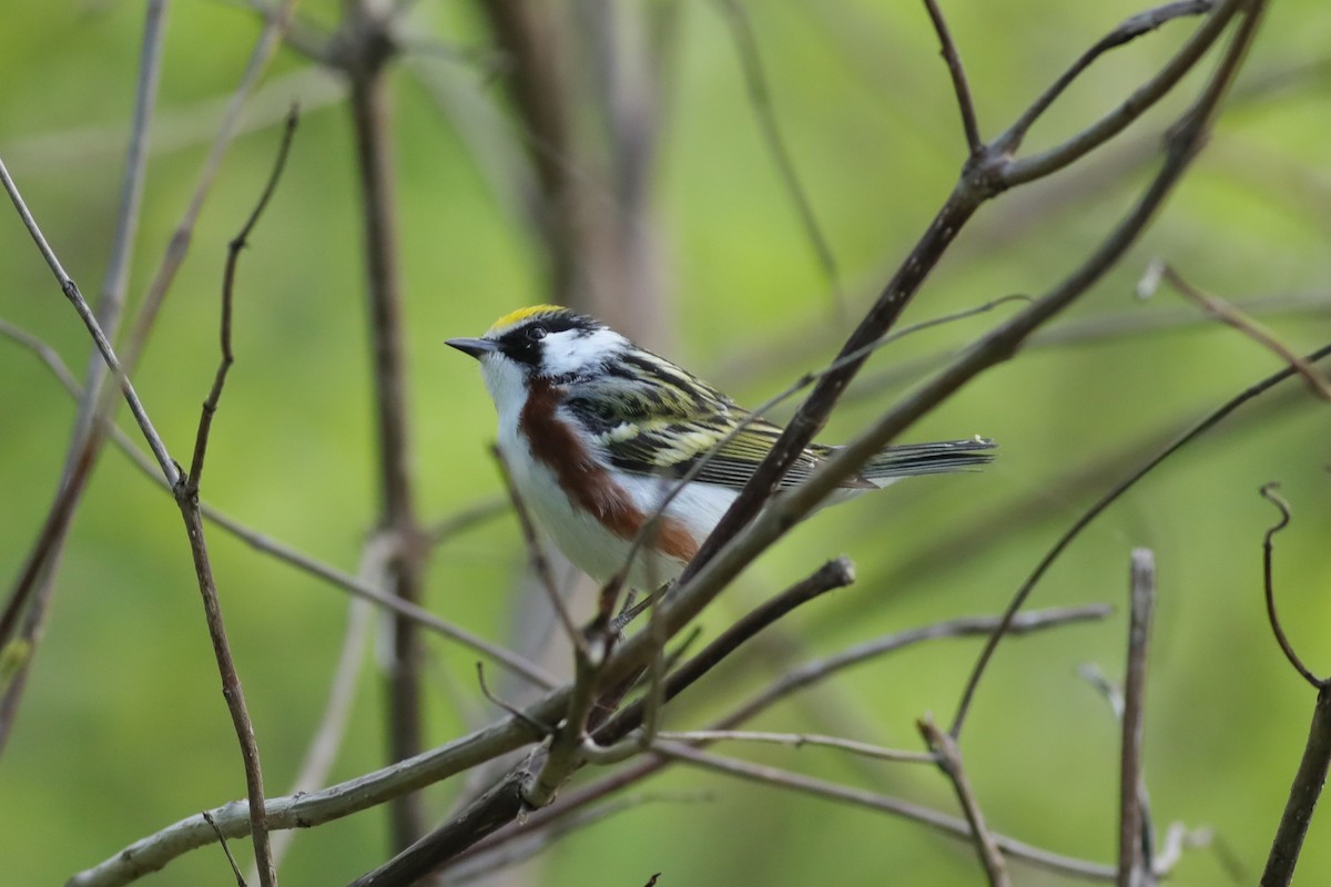 Chestnut-sided Warbler - Joshua Gant