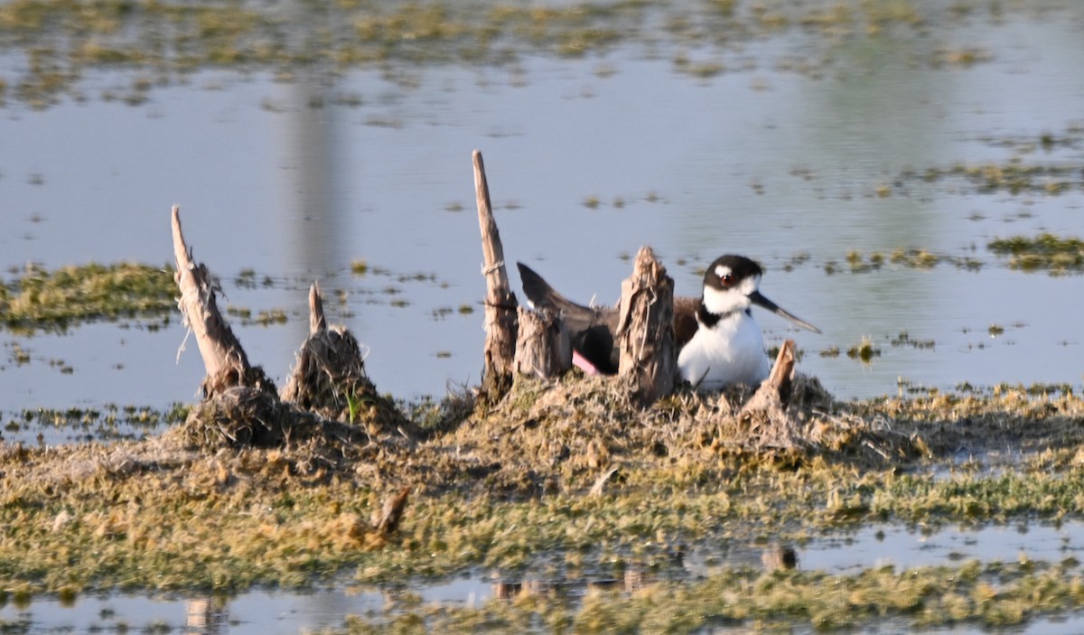 Black-necked Stilt - Paula Gatrell