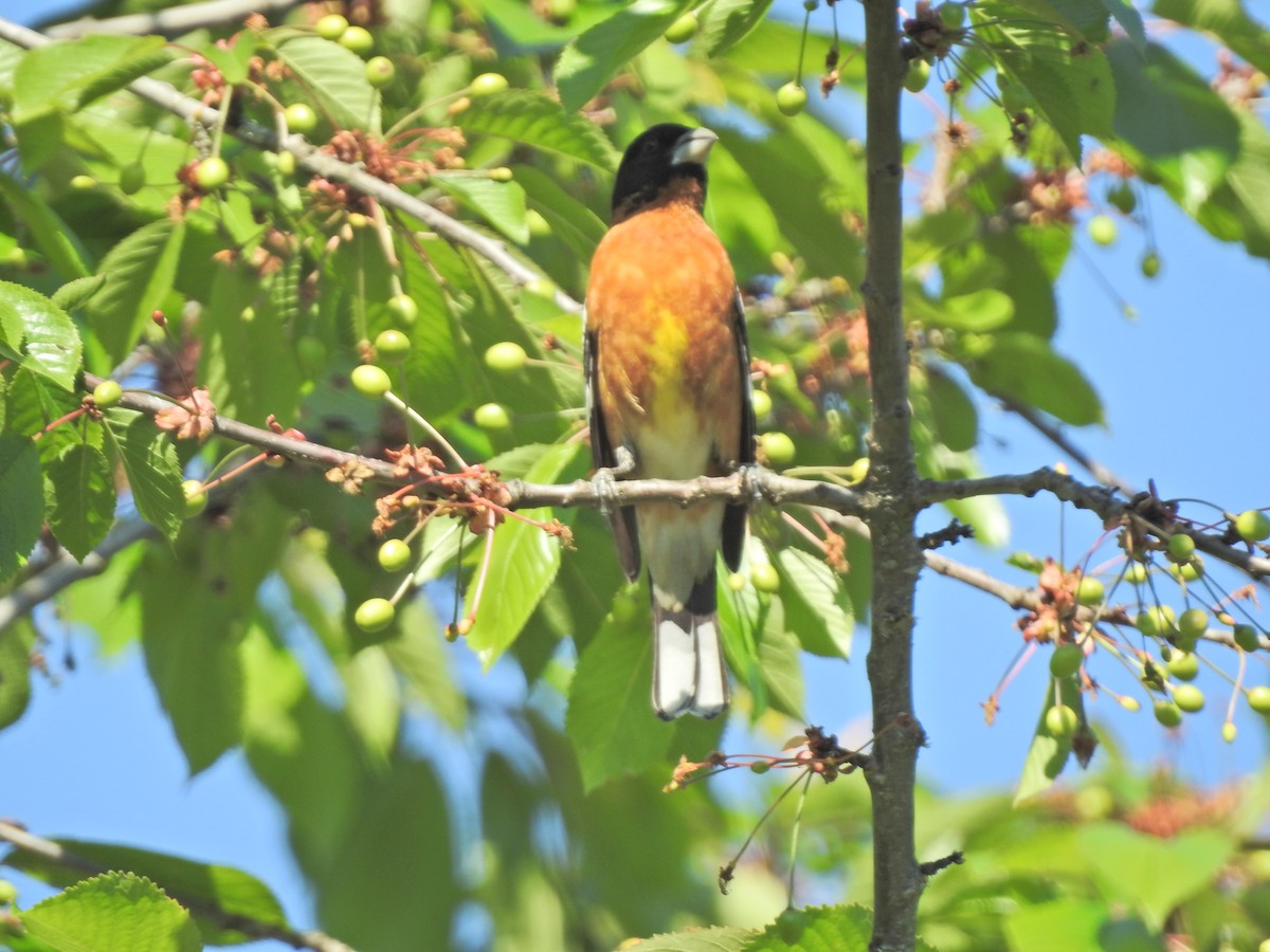 Black-headed Grosbeak - ML618860631