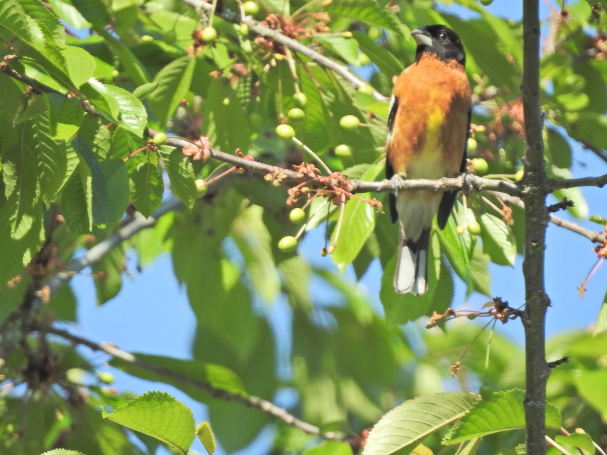 Black-headed Grosbeak - ML618860632