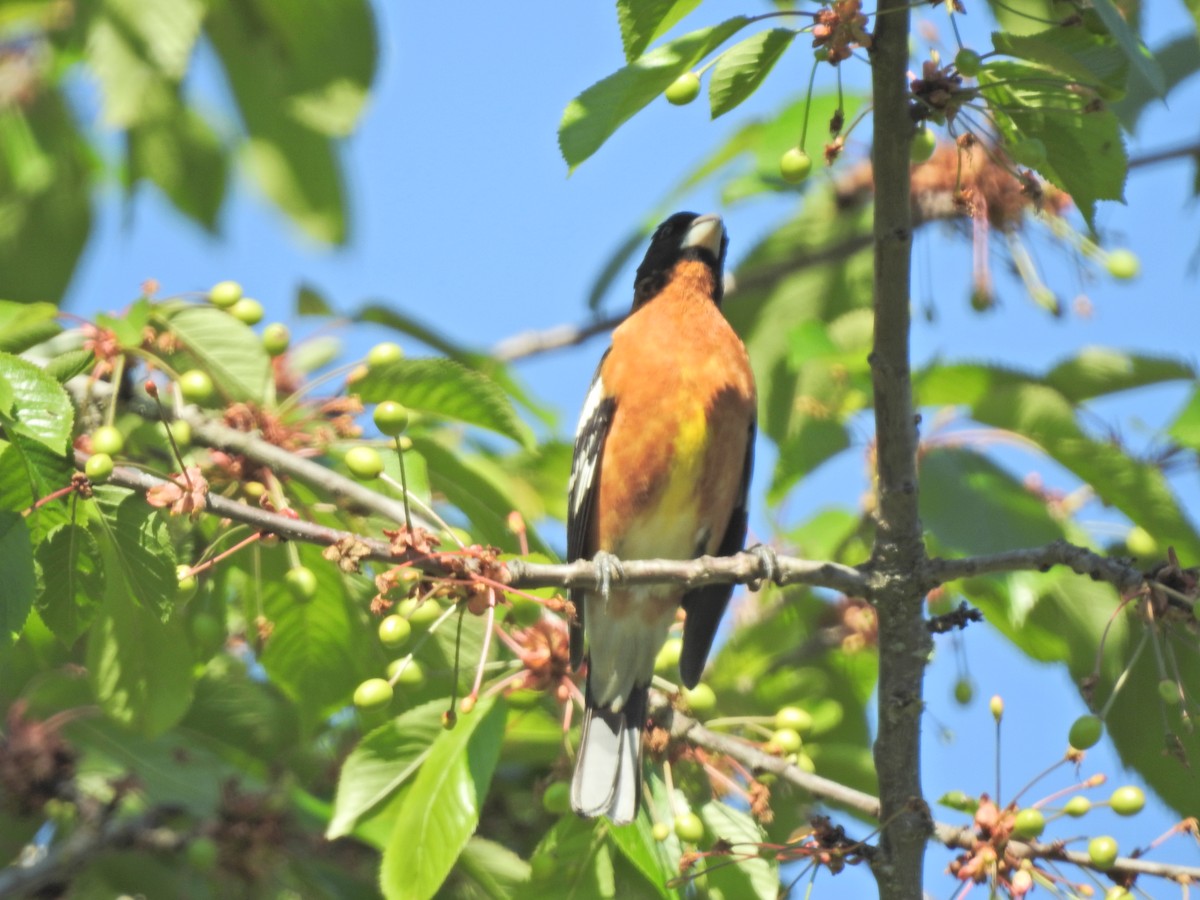 Black-headed Grosbeak - ML618860633