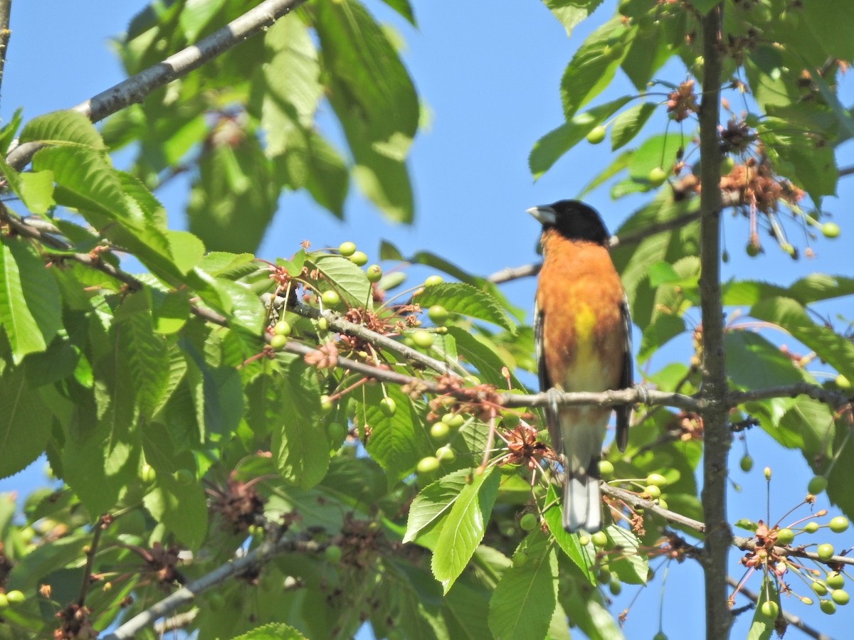 Black-headed Grosbeak - ML618860634