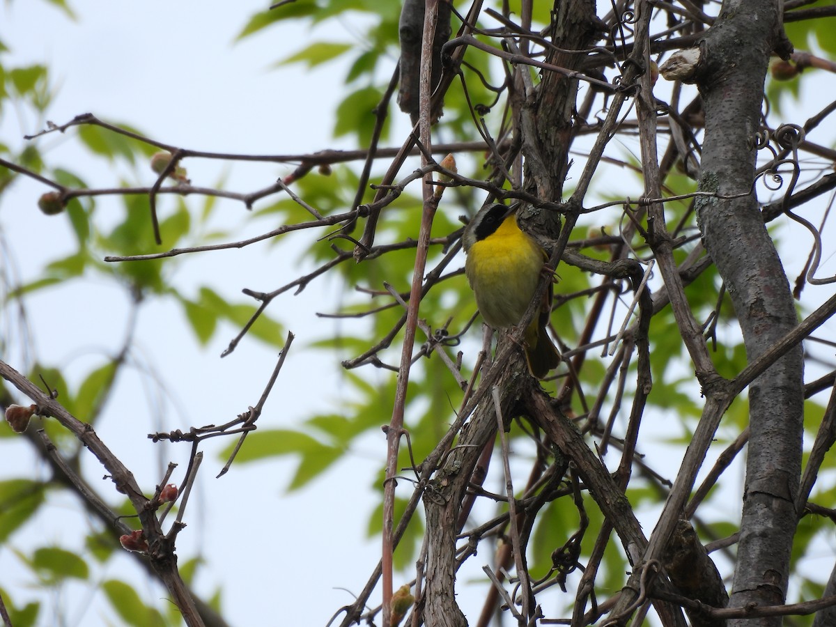 Common Yellowthroat - Lauren B